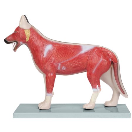 Anatomy Lab Domestic Canine (Canis Lupus Familiaris) Anatomy Model price history on PriceWatchPro