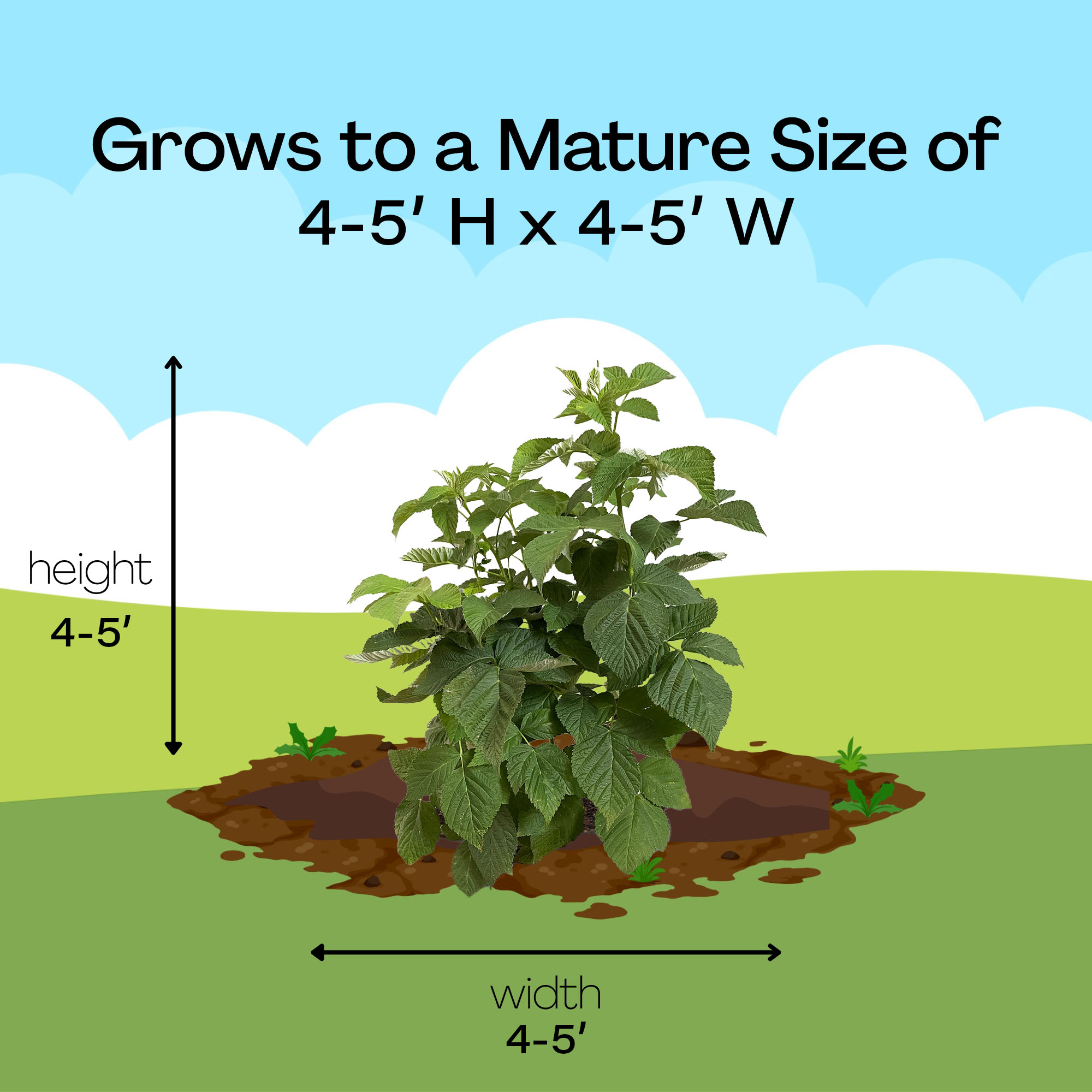 Expert Gardener Nantahala Raspberry Live Shrub, 1 gal