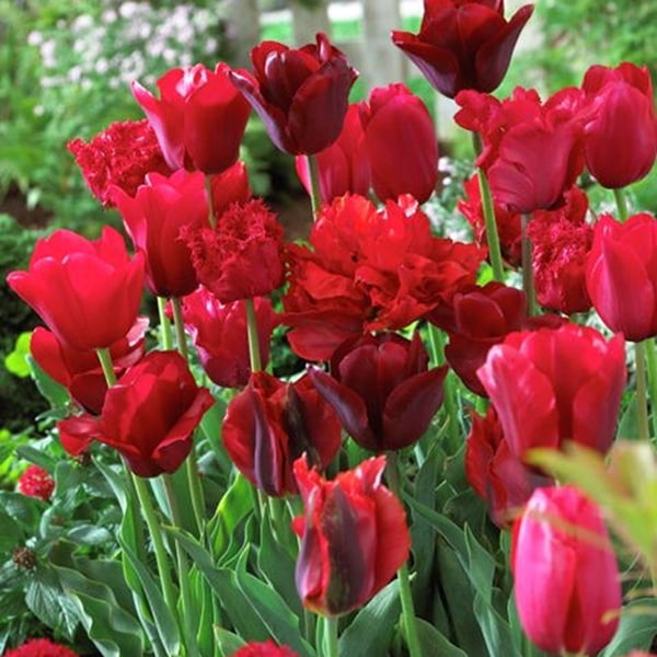 Van Zyverden Non-Stop Red Blend Plant Bulbs (25 Count)