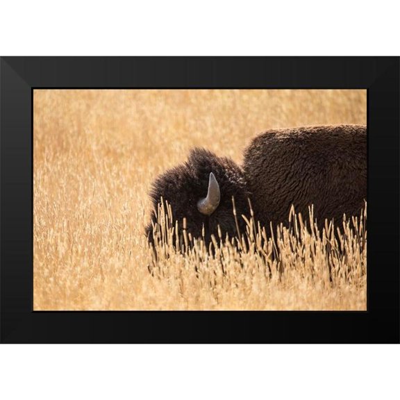 The Yellowstone Collection 14x11 Black Modern Framed Museum Art Print Titled - Bison III, Lamar Valley, Yellowstone National Park