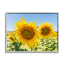 Stupell Industries Sunflower Florals in Sunny Blue Farm Field Botanical & Floral Photography Gray Framed Art Print Wall Art, 11 x 14