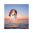 thumbnail image 4 of A Pet Cute Wind Braid Head Set Spring And Autumn Dog Headwear Cat Head Set, 4 of 5