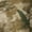 Camo Print, variant on Wonder Nation Boys Fleece Lined Joggers, Sizes 4-18