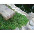 thumbnail image 2 of Classy Groundcovers, Creeping Raspberry, Creeping Bramble, Creeping Rubus, Crinkle-leaf Creeper, Trailing Raspberry (25 Pots, 3 1/2 inch square), 2 of 10