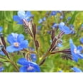 thumbnail image 5 of 100 BLUE ANGEL ANCHUSA (Summer Forget Me Not) Anchusa Carpensis Flower Seeds, 5 of 5