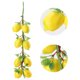 thumbnail image 2 of Decoración de Vegetación de Limón Enredaderas de Guirnaldas de Frutas Artificiales para el Hogar Accesorios de Fotografía de Panadería Pintura Artística ANGGREK Otros, 2 of 8