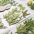 thumbnail image 4 of Matsuzay Hojas secas naturales en relieve Hojas prensadas Joyas Decoraciones Hogar para tarjetas de boda de resina Hoja verde 12 Type1 NO1, 4 of 6