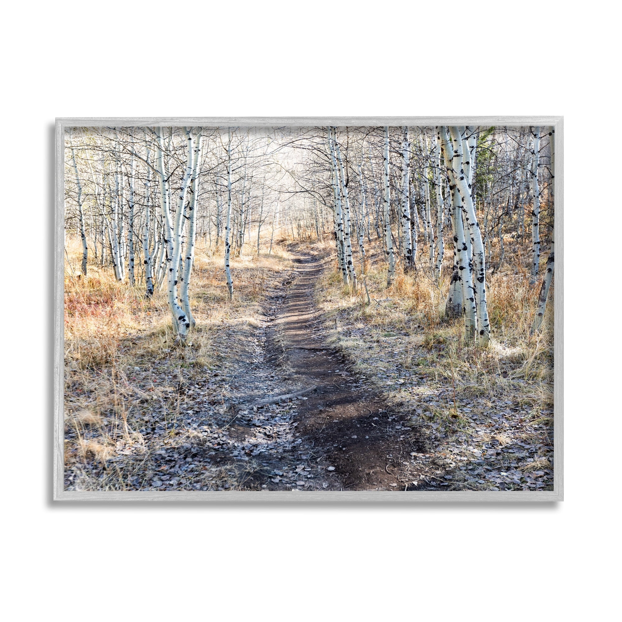 Stupell Industries Dirt Path Between Birch Tree Forest Woodland Scene Photograph Gray Framed Art Print Wall Art, Design by Steve Smith