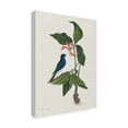 thumbnail image 2 of Trademark Fine Art 'Studies in Nature III' Canvas Art by Mark Catesby, 2 of 4