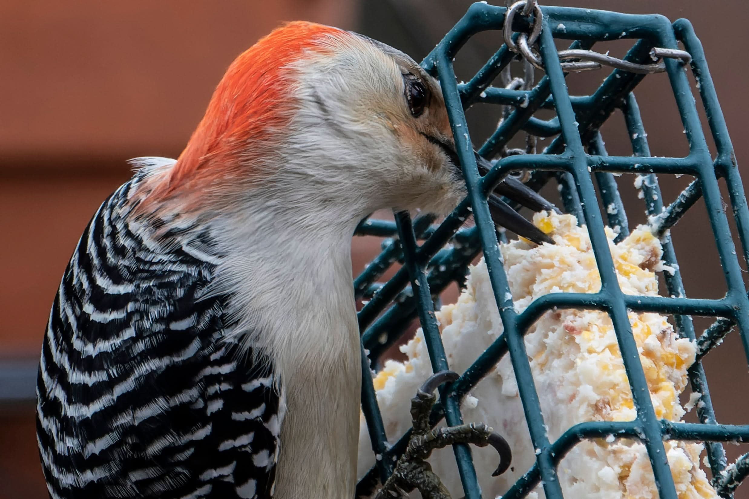 Zesty Orange Suet Plus 12-Pack by ST. ALBANS BAY