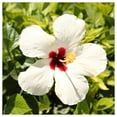 thumbnail image 2 of Everwilde Farms - 1 lb Hairy Rose Mallow Native Wildflower Seeds - Gold Vault Bulk Seed Packet, 2 of 2