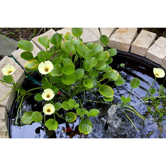 Golden Water Poppies (Hydrocleys Nymphoides) - Easy Live Pond Plants
