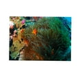 thumbnail image 1 of kusrkot 3D Coral Aquarium Background Sticker Tank Wall Decoration Painting XXL, 1 of 9