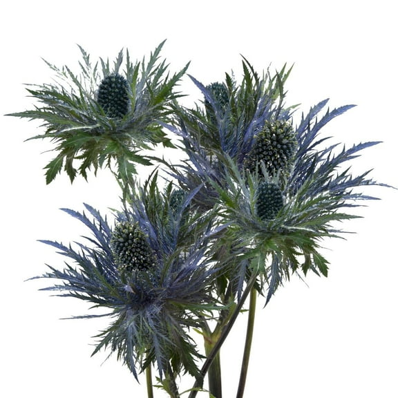 Blue Lagoon Eryngium - Farm Direct Fresh Cut Flowers - 90 Stems