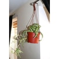 thumbnail image 2 of Enchanting Spider Plant Hanging Basket - Live Plants in a 4 Inch Hanging Basket - Chlorophytum Comosum - Nature's Green Symphony for Your Home, 2 of 5