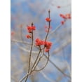 thumbnail image 4 of Maple Tree 'Brandywine Red', 4 of 7