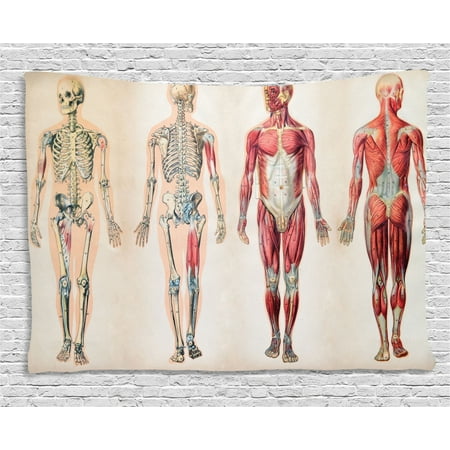 Human Anatomy Tapestry, Vintage Chart of Body Front Back Skeleton and Muscle System Bone Mass ...