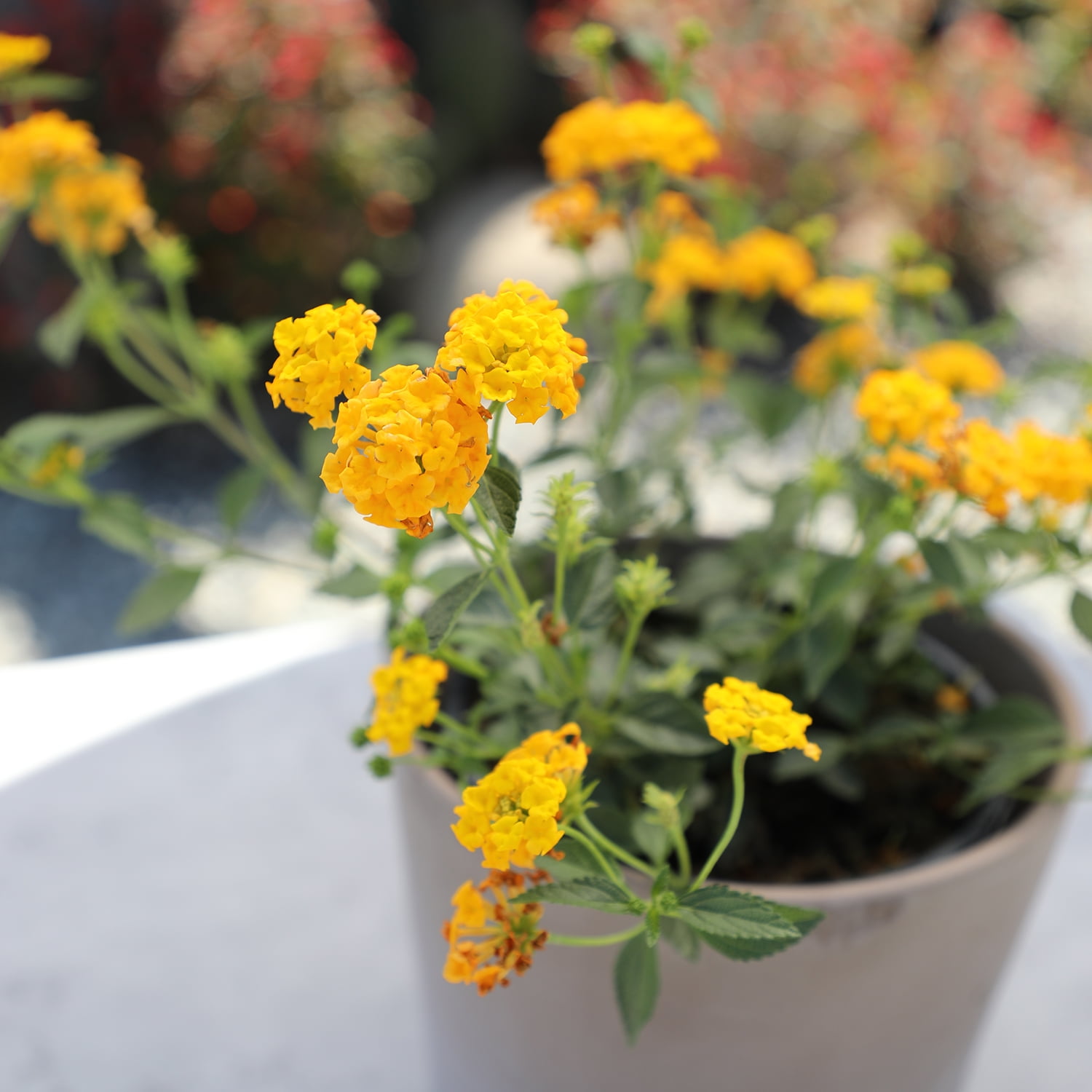 Expert Gardener Gold Lantana Live Plant, 2.5 QT Grow Pot, Direct Sun, Flowering Plant