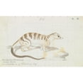 thumbnail image 2 of Charles Hamilton Smith 14x11 Gold Ornate Wood Frame and Double Matted Museum Art Print Titled - Banded Palm Civet (1837), 2 of 4