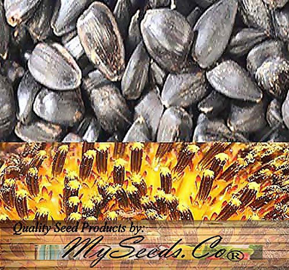 1 Lb (9,200+ Seeds) Peredovik Sunflower MVR1&nbsp;Seeds - Game Birds & Deer Favorite - Rich in Oil A+ for Plot Food Wildlife - Non-GMO Seeds by Myseeds.Co (1 Lb Peredovik Sunflower)