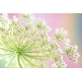 thumbnail image 2 of Satushek, Steve 24x17 Gold Ornate Wood Framed with Double Matting Museum Art Print Titled - Washington, Cow parsnip flower, 2 of 4