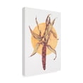 thumbnail image 2 of Deborah Kopka 'Indian Corn' Outdoor Canvas, 2 of 3