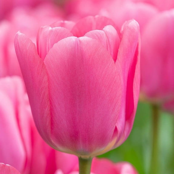 "Big Love" Pink Tulip Bulbs for Planting - Easy to Grow - Made in USA, Ships from Iowa (10 Bulbs)