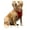 Red, variant on Sporn Comfort Harness Red M