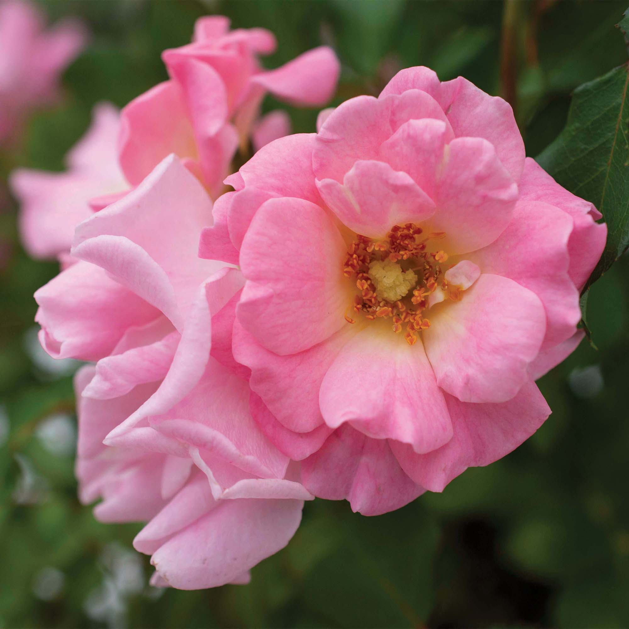 Drift Roses Blushing Groundcover Rose Live Shrub in 2-Gallon Grower Pot