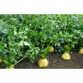 thumbnail image 2 of TomorrowSeeds - Giant Prague Celeriac Seeds - 1500+ Count - For 2026 Planting Apium Graveolens Knob, 2 of 9