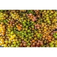 thumbnail image 4 of 30 *Seeds WINE GRAPE Vitis Viniferia Domestic Mixed Colors Fruit Vine Seeds, 4 of 10