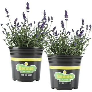 Lavender Plants in Perennials 