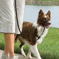 thumbnail image 2 of PetSafe, Headcollar - Black, 2 of 2