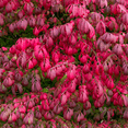 thumbnail image 2 of Burning Bush Plant, Dwarf Burning Bush Tree, Euonymus Burning Bush 4'' Pot, No Ship to AK, HI, PR, 2 of 6