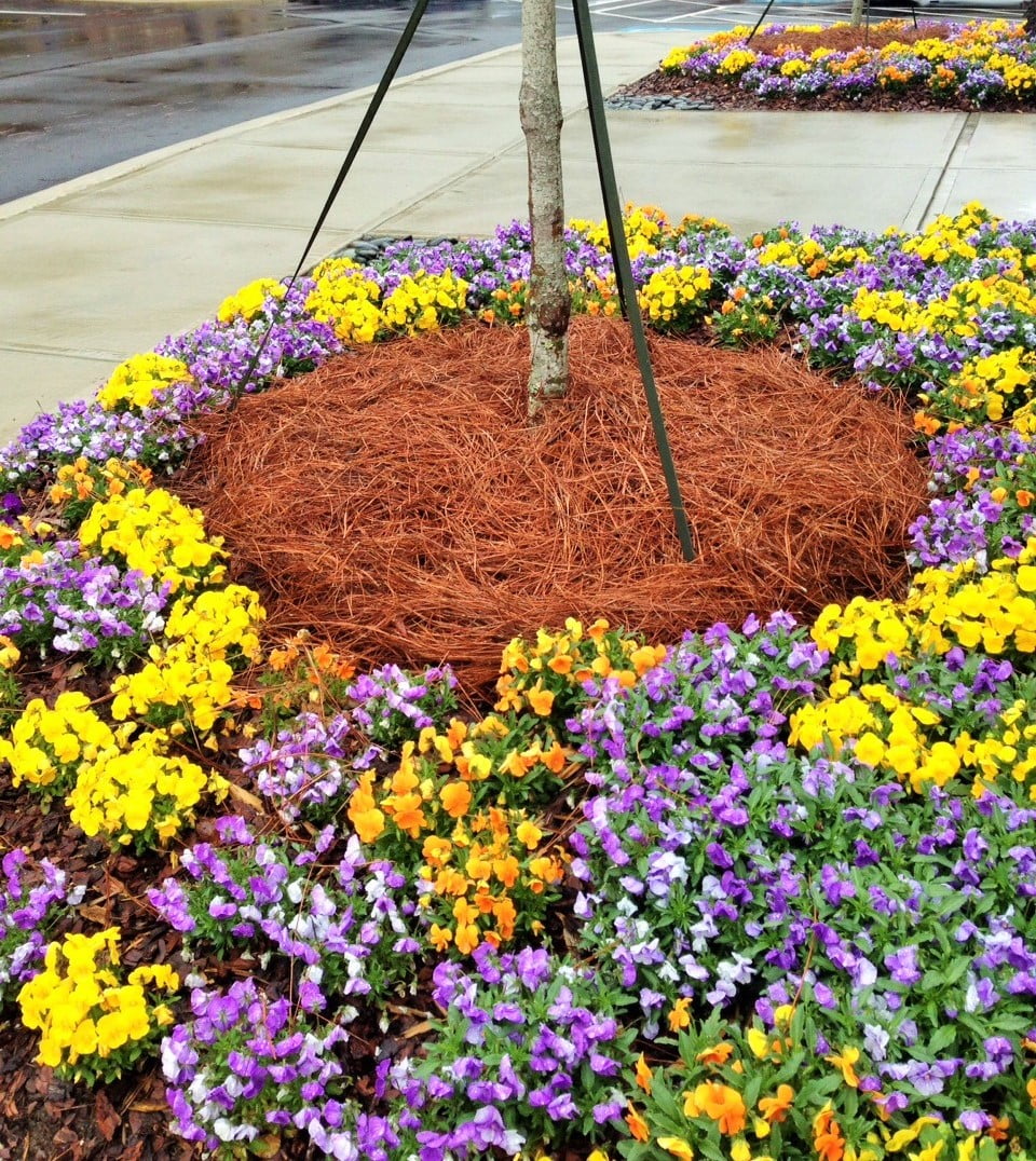 CleanStraw Longleaf Pine Straw Mulch 2.3 cu. Ft.