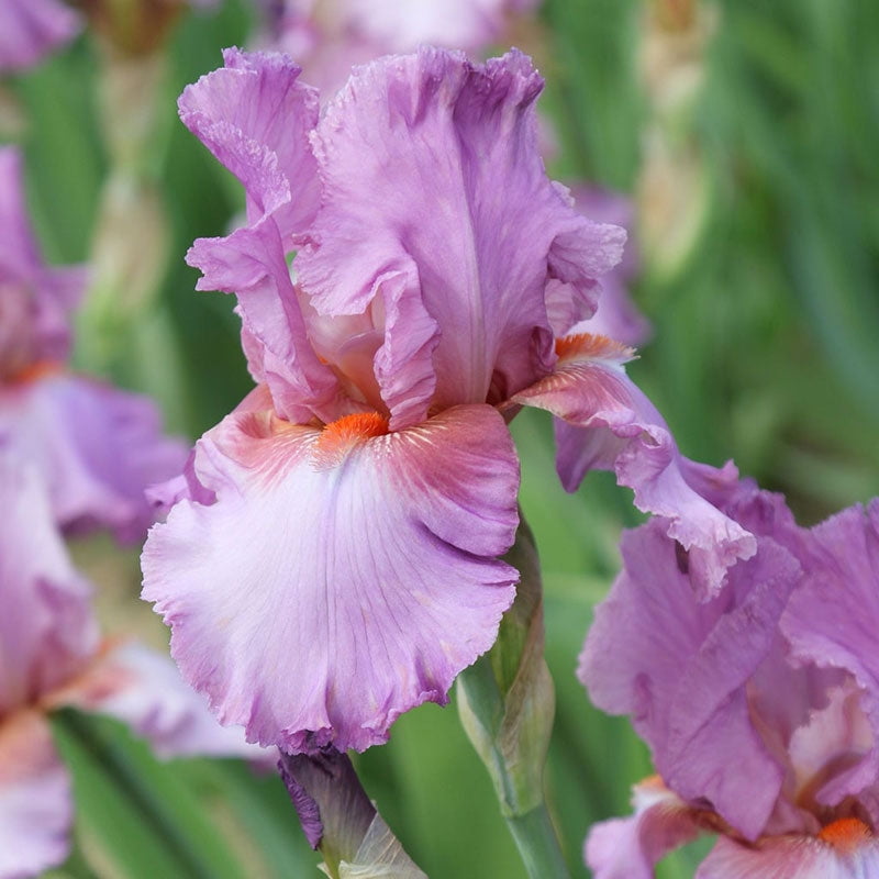 ReBlooming Bearded Iris Persian Berry 2 Bulbs Purple Flower