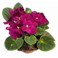 thumbnail image 6 of Red African Violets Live Plant, Random Red Flowers Streptocarpus, Indoor Flower Plants, Blooms All Year Round 4 Inch Pot, 6 of 7