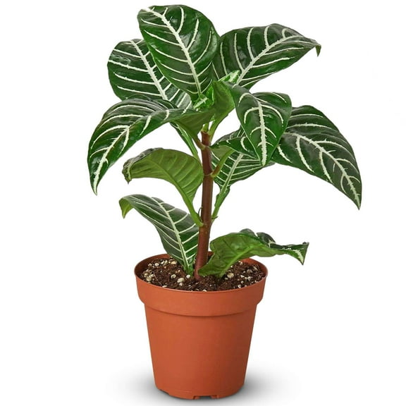 Zebra Aphelandra Live Plant for Indoor | Different Houseplants in 4'' & 6'' Pot | Real House Plant for Living Room, Office, Desk & Bathroom | Zebra plant | Aphelandra squarrosa