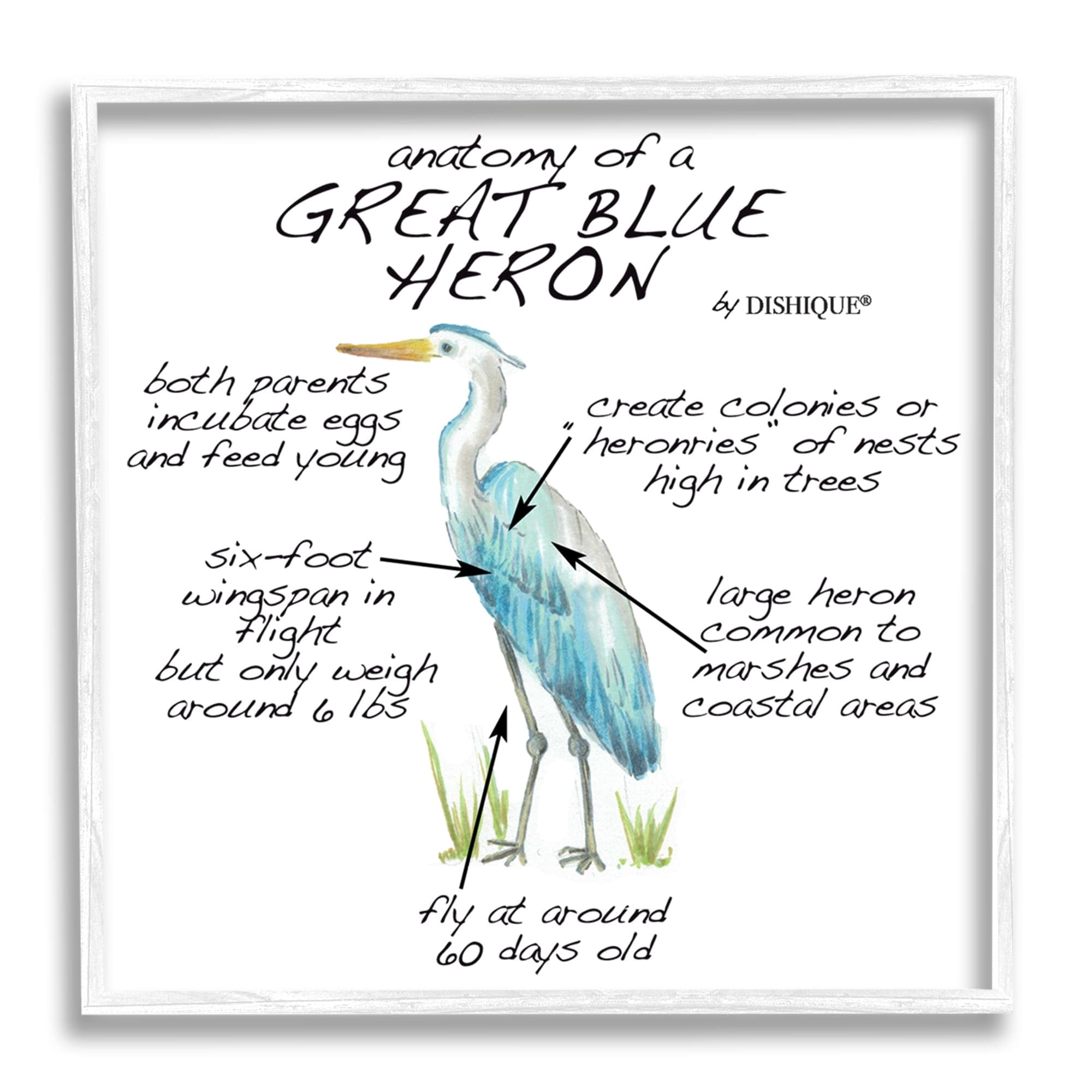 Stupell Industries Great Blue Heron Bird Learning Diagram Wildlife Facts Graphic Art White Framed Art Print Wall Art, Design by Dishique