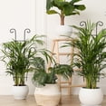 thumbnail image 6 of Januofit Plant Trellis for Potted Plants 2p, Larger 23in Garden Trellis for Climbing Plants Indoor Outdoor, Rustproof House Plant Support Stakes for Pothos Hoya Ivy Flower, 6 of 9