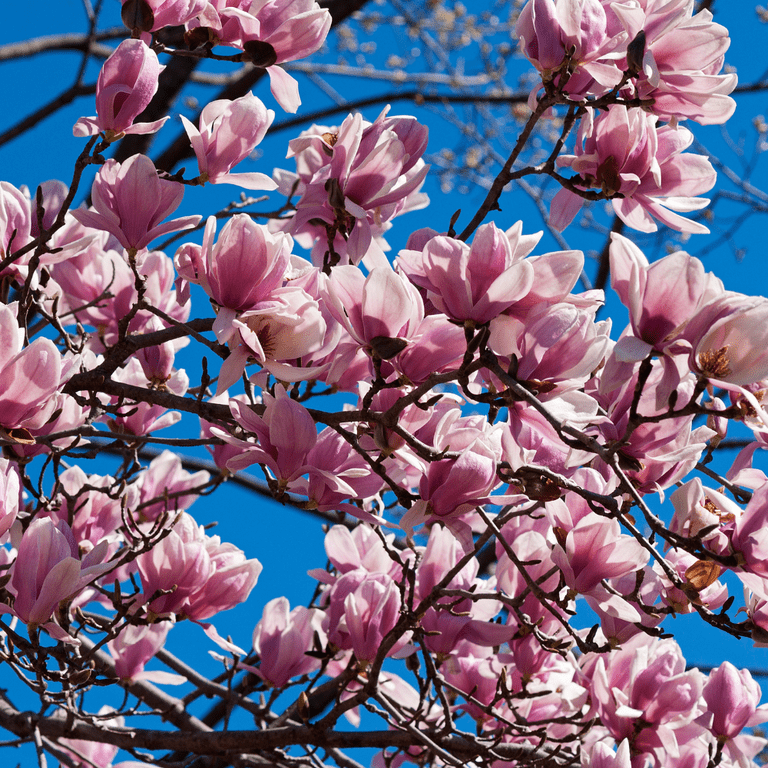 Saucer Magnolia Tree Live Plant, Dormant Tree, Fragrant Magnolia