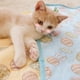 thumbnail image 4 of Colchoneta refrescante para mascotas, almohadilla refrescante para perros, cama, sofá, casetas, cachorros, gatos, cojines de verano Azul S, 4 of 8