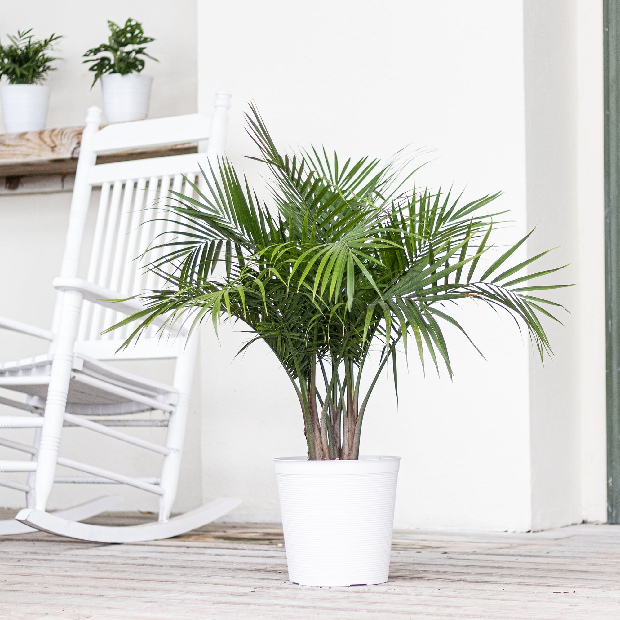 United Nursery Live Majesty Palm Indoor and Outdoor in 10 inch Grower Pot, Requires Medium to Bright Light