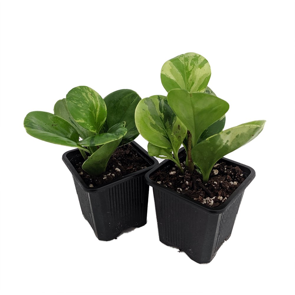 Marble Baby Rubber Tree Peperomia obtusifolia 2 Pack 3