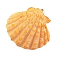 thumbnail image 1 of GROWTH TANK Shell Shape Grinding Molar Stone, Chewing Bird Stand Cleaning Chew Toy for Mouse, 1 of 9