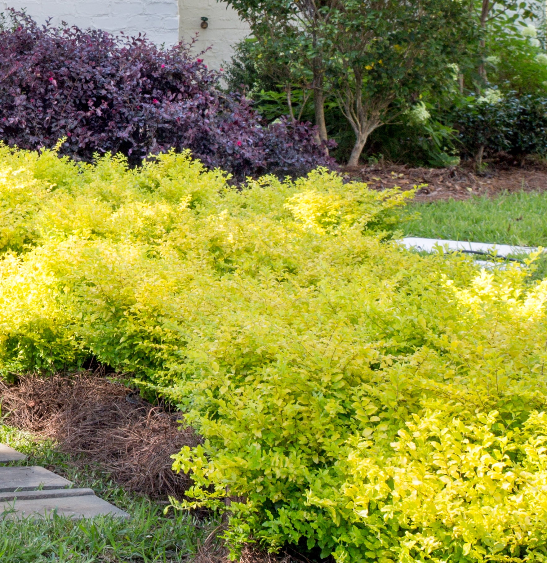 Southern Living Sunshine Ligustrum Live Shrub in 2.5-Quart Grower Pot
