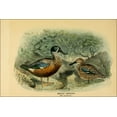thumbnail image 1 of 24"x36" Gallery Poster, Illustration of the New Zealand Shoveler, male and female. 1873, 1 of 1