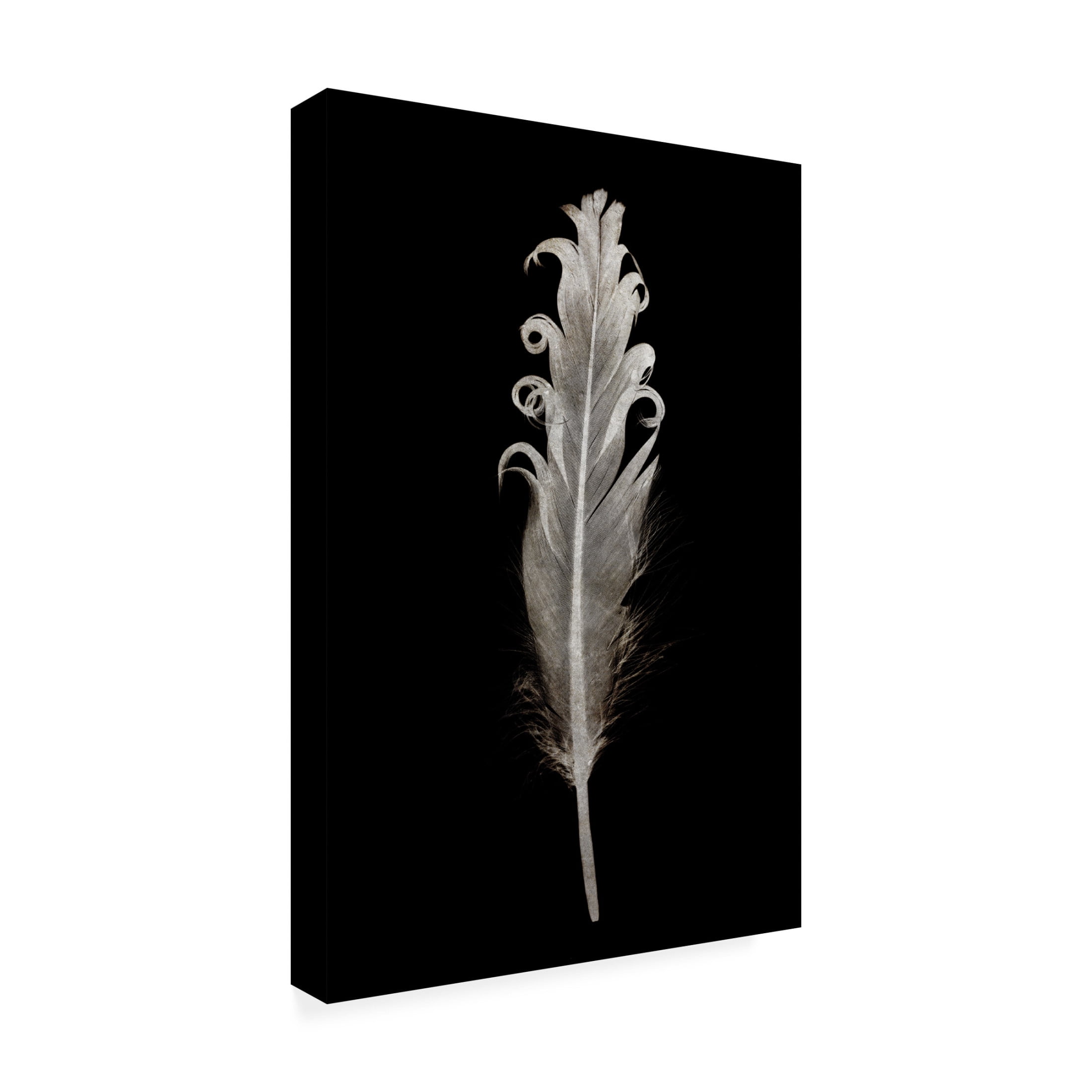 Canvas Wall Art - Tom Quartermaine 'Black and White Pretty Feather' Wall Art for Living Room, Bedroom, or Office Décor by Trademark Fine Art - 22 x 32 Inches