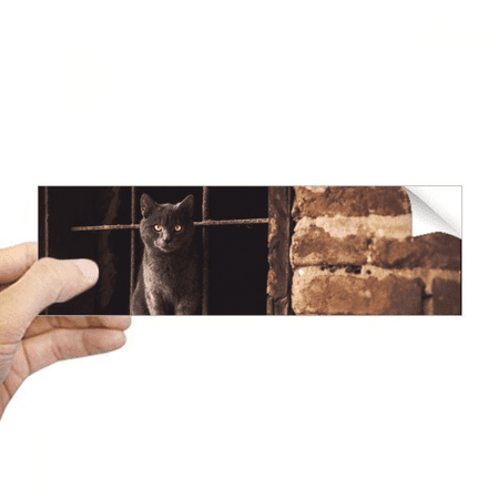 Animal Corner Cat Photograph Picture Rectangle Bumper Sticker Notebook ...