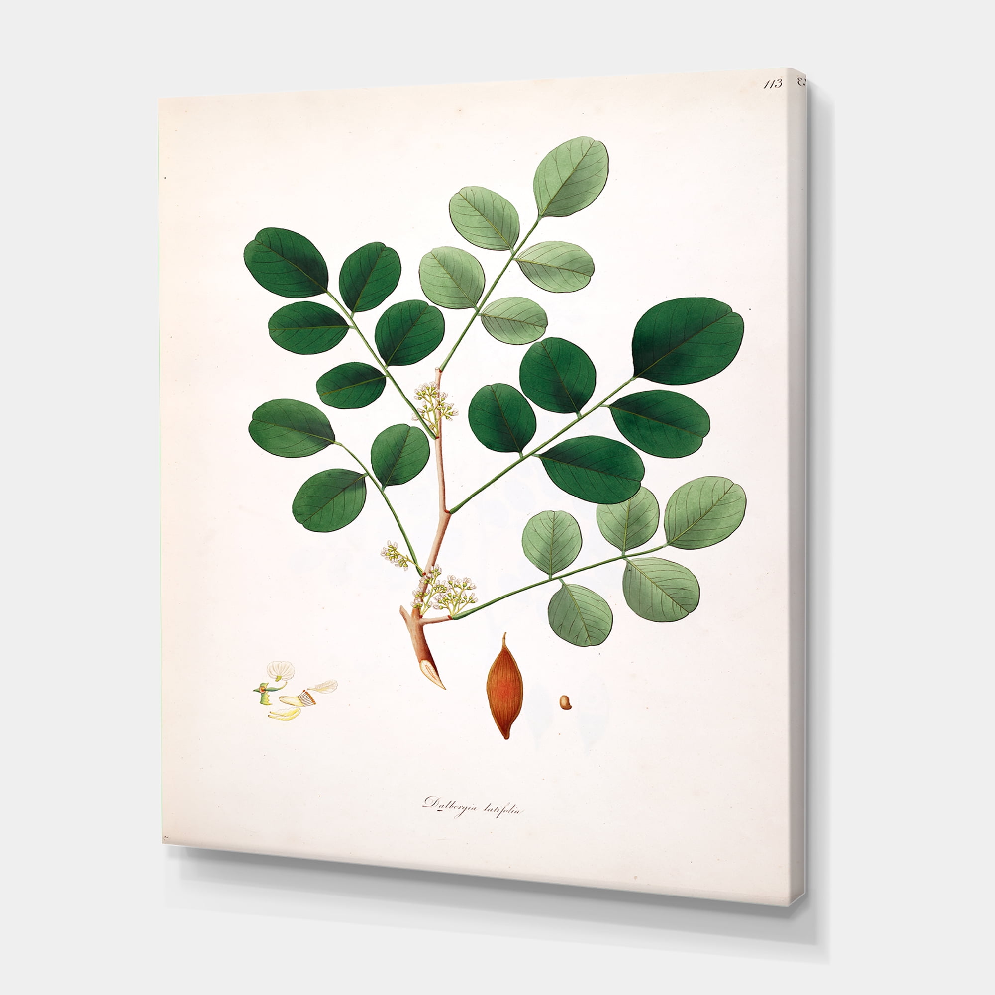Designart ' Ancient Plant Life XI ' Farmhouse Canvas Wall Art Print
